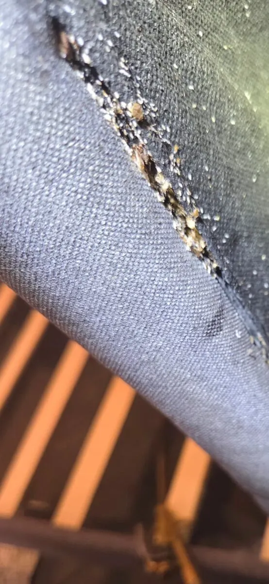 Bed bug evidence in a mattress seam