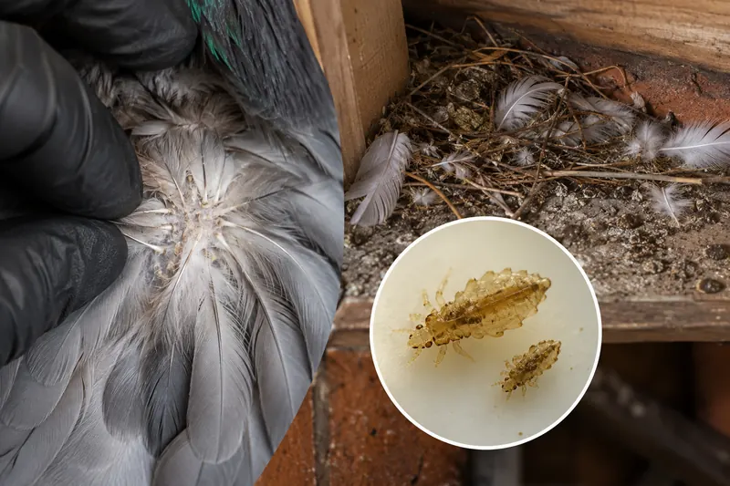 Bird lice on feathers and nesting material found during a Sydney roof void inspection