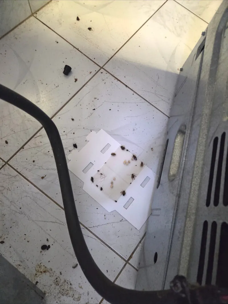 Cockroach on a kitchen surface