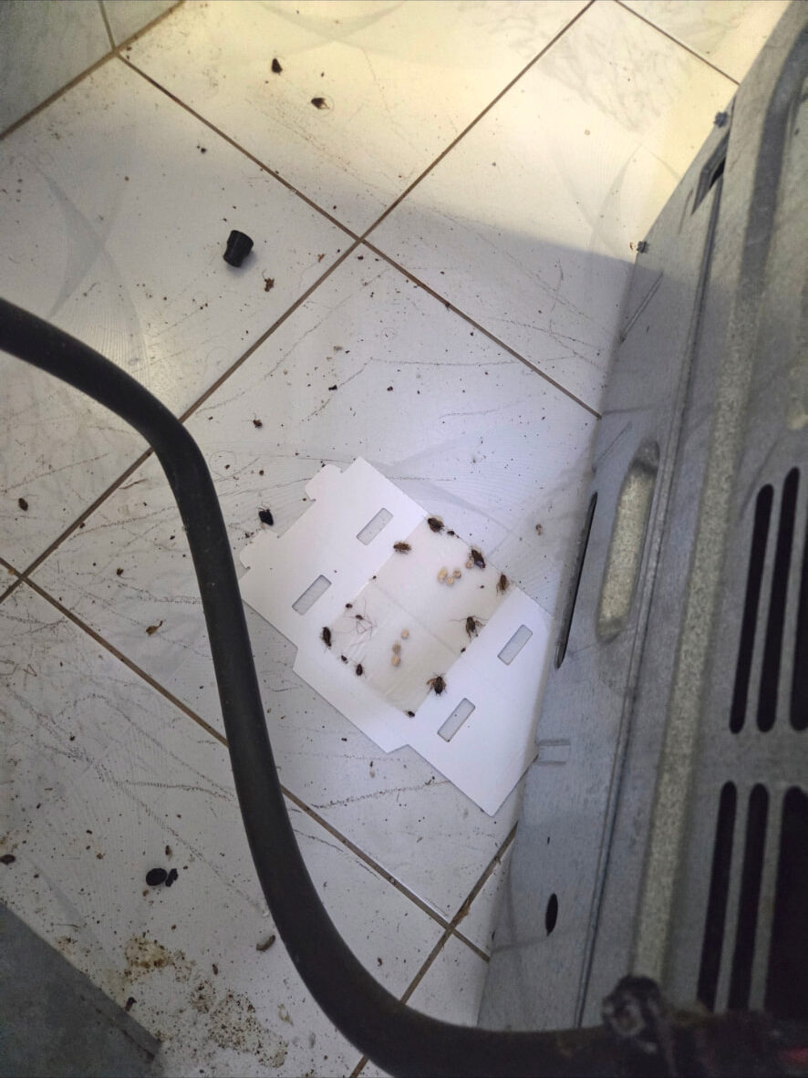 Cockroaches caught on a monitoring trap after a BugCorp kitchen treatment in Sydney