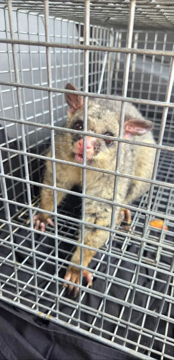 Brushtail possum in a Sydney roof void