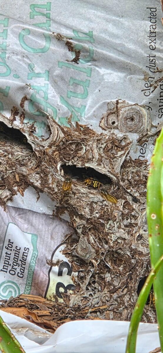 Active wasp nest located and treated by BugCorp at a Sydney home